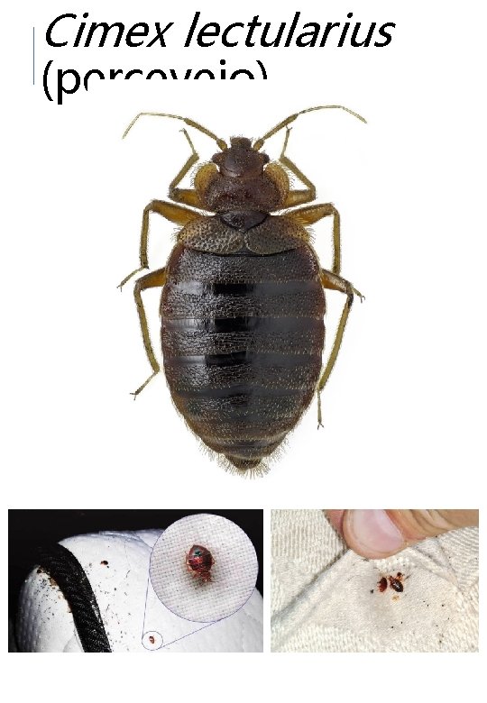 Cimex lectularius (percevejo) 