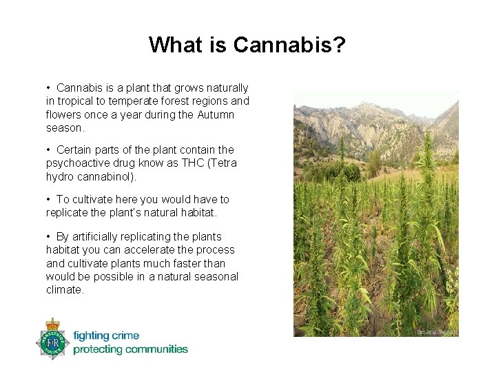What is Cannabis? • Cannabis is a plant that grows naturally in tropical to