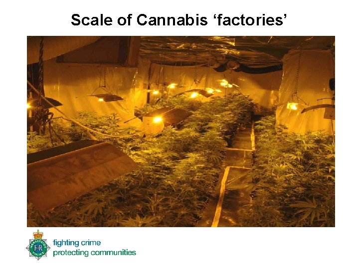 Scale of Cannabis ‘factories’ 