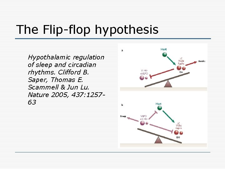 The Flip-flop hypothesis Hypothalamic regulation of sleep and circadian rhythms. Clifford B. Saper, Thomas