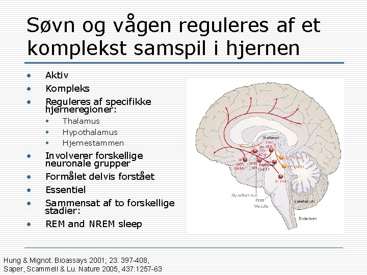 Søvn og vågen reguleres af et komplekst samspil i hjernen • • • Aktiv