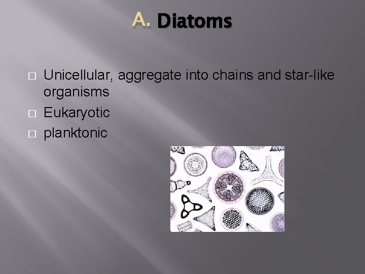 A. Diatoms � � � Unicellular, aggregate into chains and star-like organisms Eukaryotic planktonic