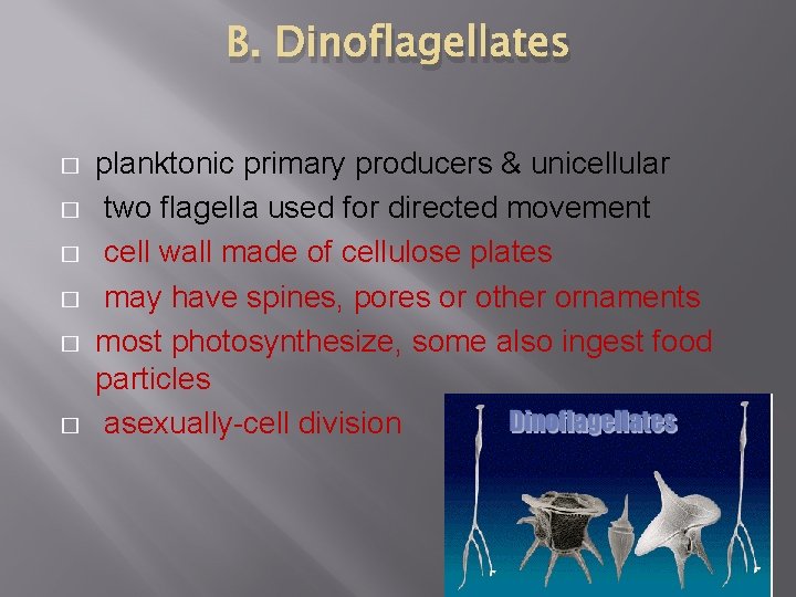 B. Dinoflagellates � � � planktonic primary producers & unicellular two flagella used for