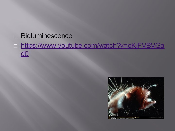 � � Bioluminescence https: //www. youtube. com/watch? v=o. Kj. FVBVGa d 0 