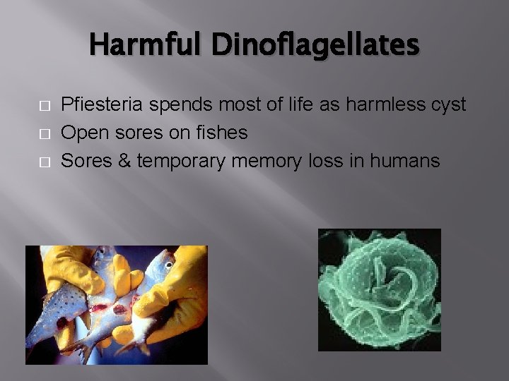 Harmful Dinoflagellates � � � Pfiesteria spends most of life as harmless cyst Open