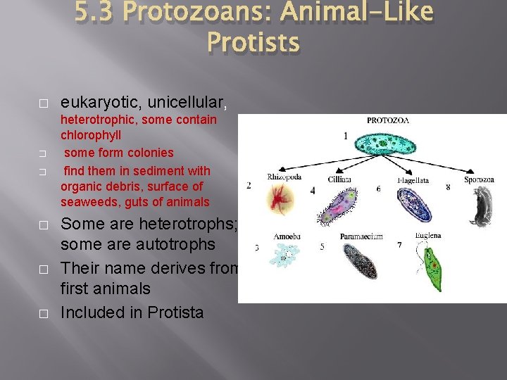 5. 3 Protozoans: Animal-Like Protists � � � eukaryotic, unicellular, heterotrophic, some contain chlorophyll