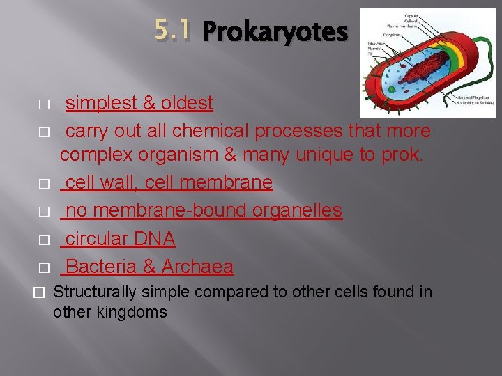 5. 1 Prokaryotes � � � � simplest & oldest carry out all chemical