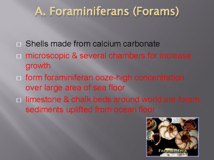 A. Foraminiferans (Forams) � � Shells made from calcium carbonate microscopic & several chambers