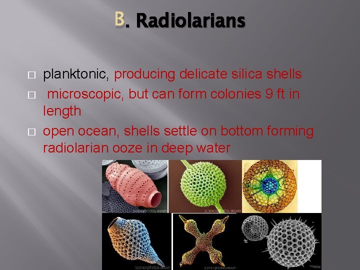 B. . Radiolarians � � � planktonic, producing delicate silica shells microscopic, but can