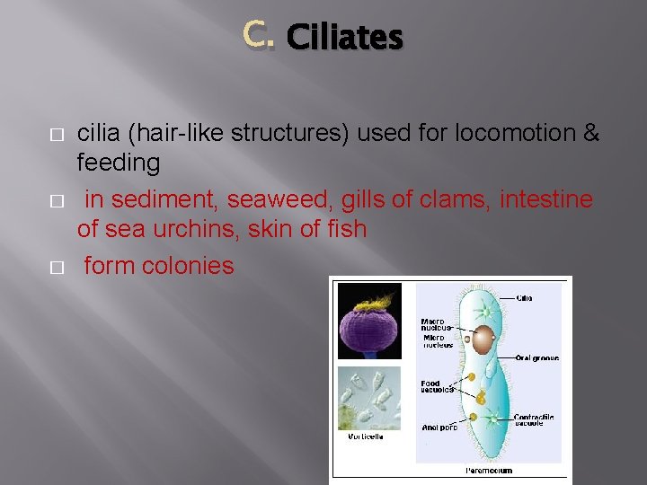 C. Ciliates � � � cilia (hair-like structures) used for locomotion & feeding in