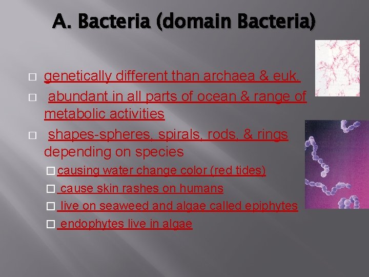 A. Bacteria (domain Bacteria) � � � genetically different than archaea & euk. abundant