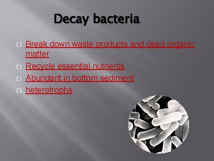 Decay bacteria � � Break down waste products and dead organic matter Recycle essential