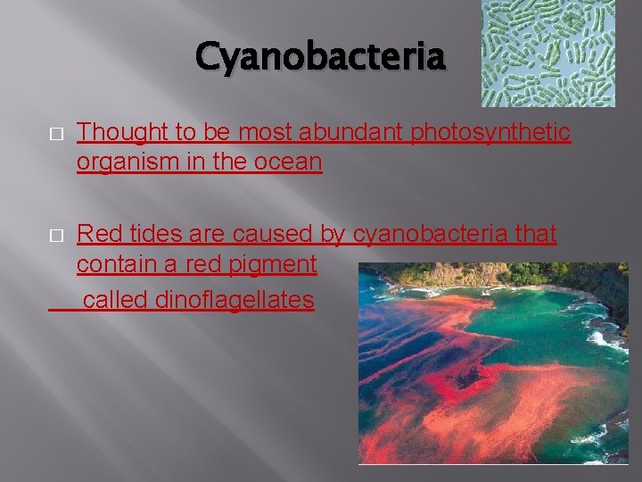 Cyanobacteria � Thought to be most abundant photosynthetic organism in the ocean � Red