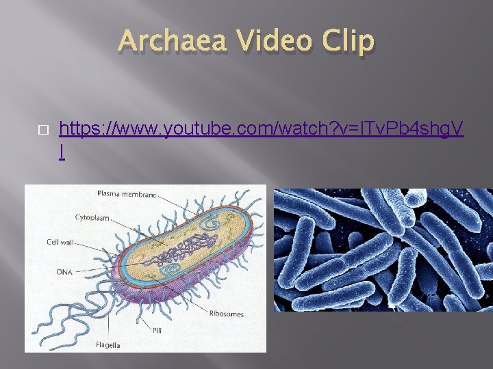Archaea Video Clip � https: //www. youtube. com/watch? v=l. Tv. Pb 4 shg. V