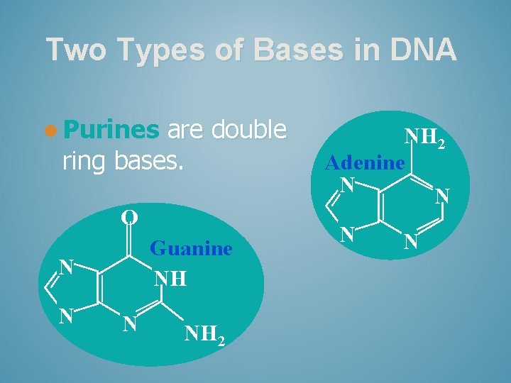 Two Types of Bases in DNA l Purines are double ring bases. O Guanine