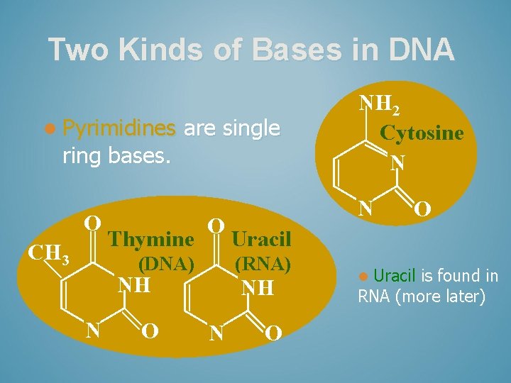 Two Kinds of Bases in DNA l Pyrimidines ring bases. O CH 3 are