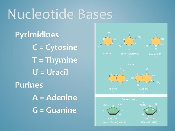 Nucleotide Bases Pyrimidines C = Cytosine T = Thymine U = Uracil Purines A