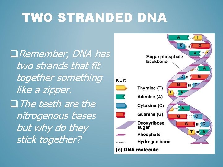 TWO STRANDED DNA q. Remember, DNA has two strands that fit together something like