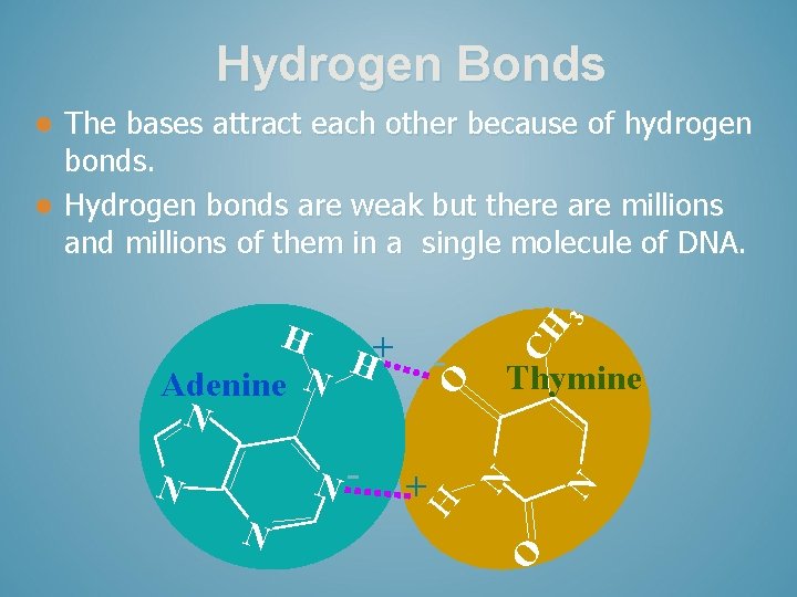 Hydrogen Bonds The bases attract each other because of hydrogen bonds. l Hydrogen bonds