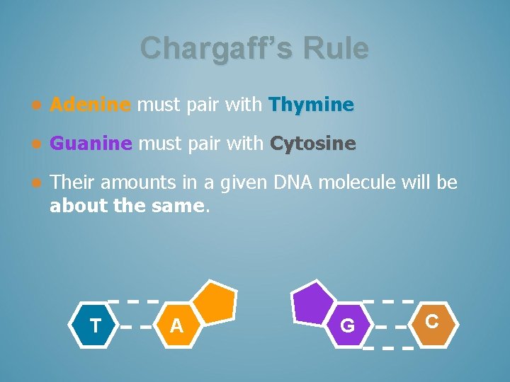 Chargaff’s Rule l Adenine must pair with Thymine l Guanine must pair with Cytosine