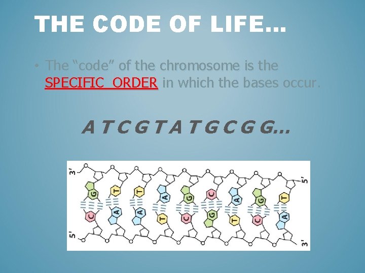 THE CODE OF LIFE… • The “code” of the chromosome is the SPECIFIC ORDER