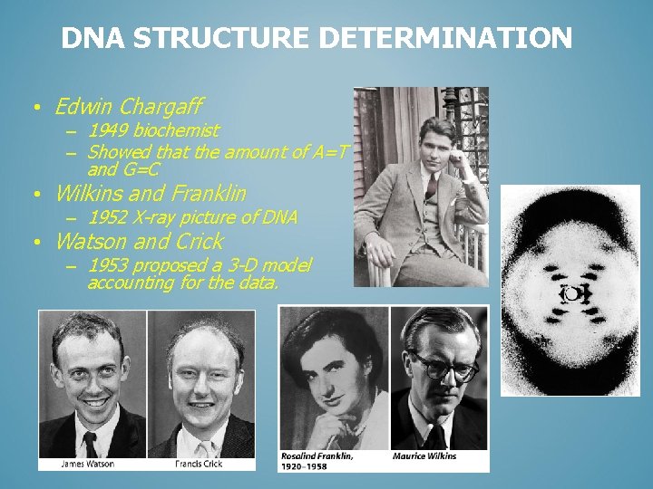 DNA STRUCTURE DETERMINATION • Edwin Chargaff – 1949 biochemist – Showed that the amount