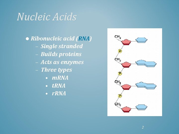 Nucleic Acids l Ribonucleic acid (RNA) – Single stranded – Builds proteins – Acts