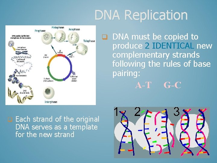 DNA Replication q DNA must be copied to produce 2 IDENTICAL new complementary strands