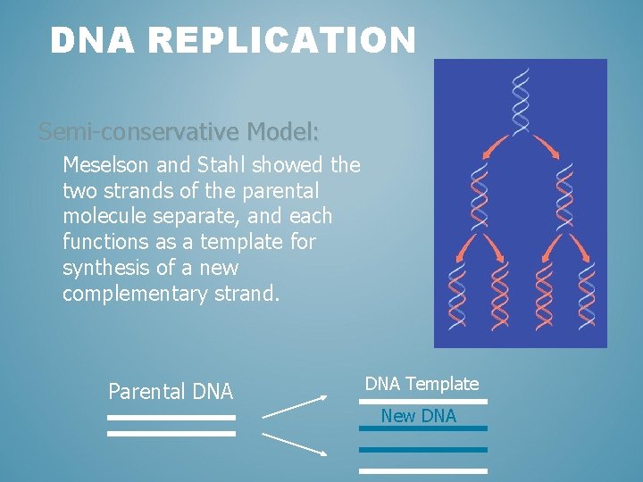 DNA REPLICATION Semi-conservative Model: Meselson and Stahl showed the two strands of the parental