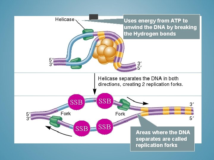 Uses energy from ATP to unwind the DNA by breaking the Hydrogen bonds SSB