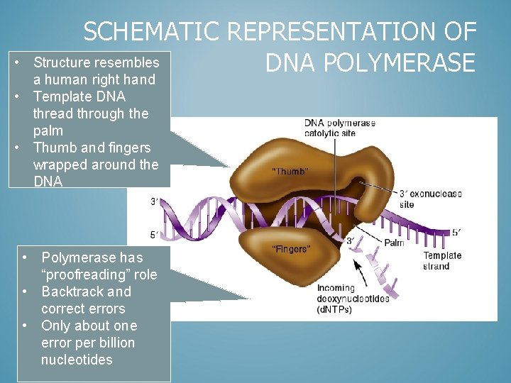  • SCHEMATIC REPRESENTATION OF Structure resembles DNA POLYMERASE a human right hand •