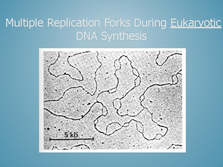 Multiple Replication Forks During Eukaryotic DNA Synthesis 
