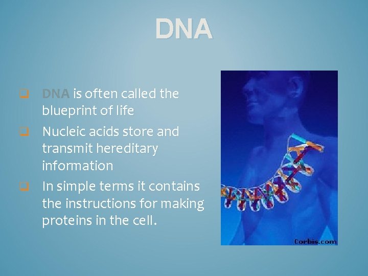 DNA is often called the blueprint of life q Nucleic acids store and transmit