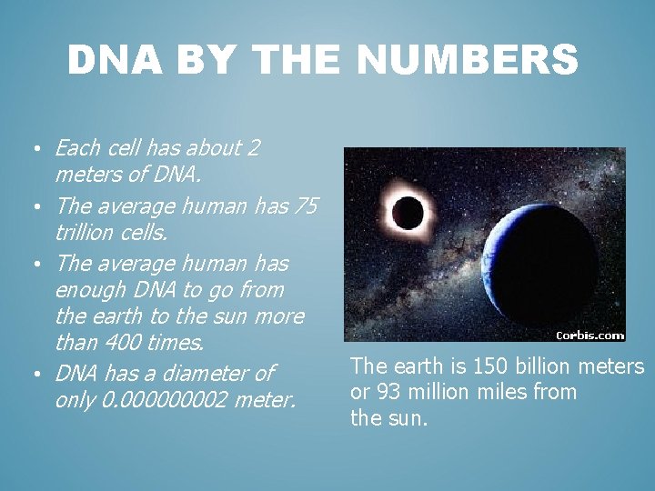 DNA BY THE NUMBERS • Each cell has about 2 meters of DNA. •