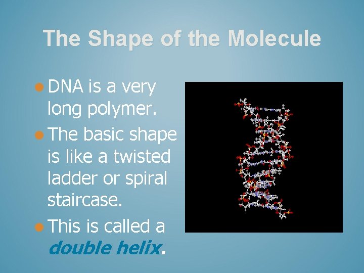 The Shape of the Molecule l DNA is a very long polymer. l The