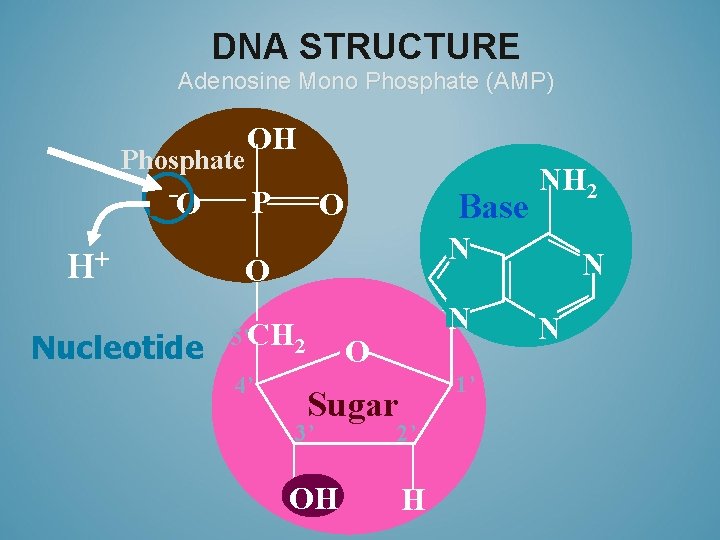 DNA STRUCTURE Adenosine Mono Phosphate (AMP) Phosphate HO H+ Nucleotide OH P O Base
