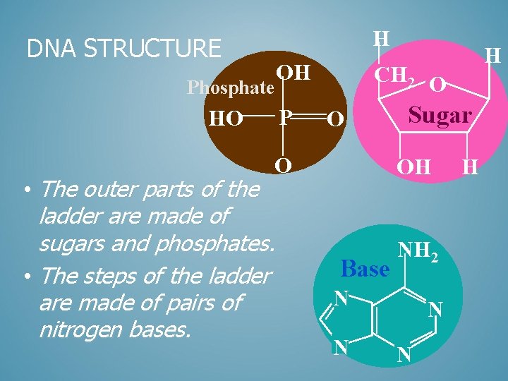H DNA STRUCTURE Phosphate OH P HO CH 2 O O O • The