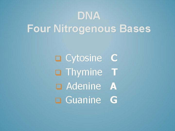 DNA Four Nitrogenous Bases Cytosine q Thymine q Adenine q Guanine q C T