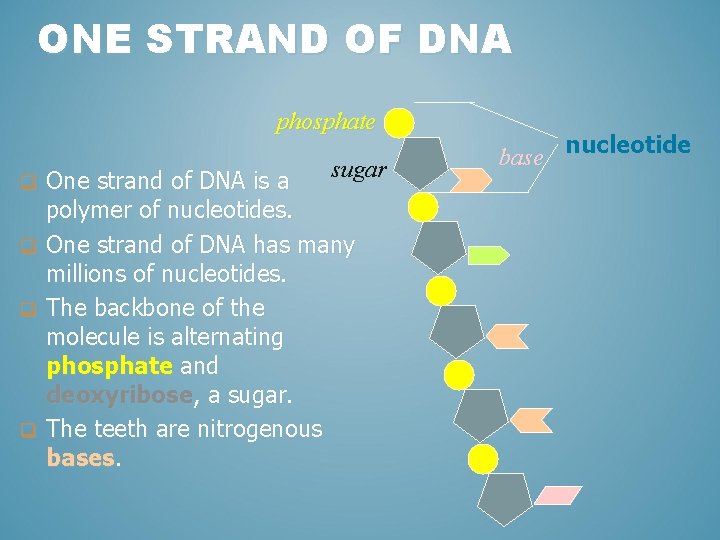 ONE STRAND OF DNA phosphate sugar One strand of DNA is a polymer of