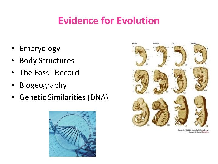 Evidence for Evolution • • • Embryology Body Structures The Fossil Record Biogeography Genetic