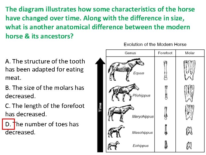 The diagram illustrates how some characteristics of the horse have changed over time. Along