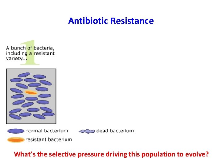 Antibiotic Resistance What’s the selective pressure driving this population to evolve? 