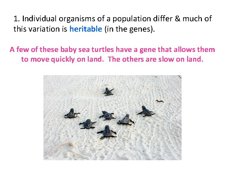 1. Individual organisms of a population differ & much of this variation is heritable