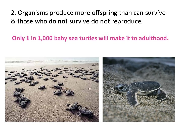 2. Organisms produce more offspring than can survive & those who do not survive