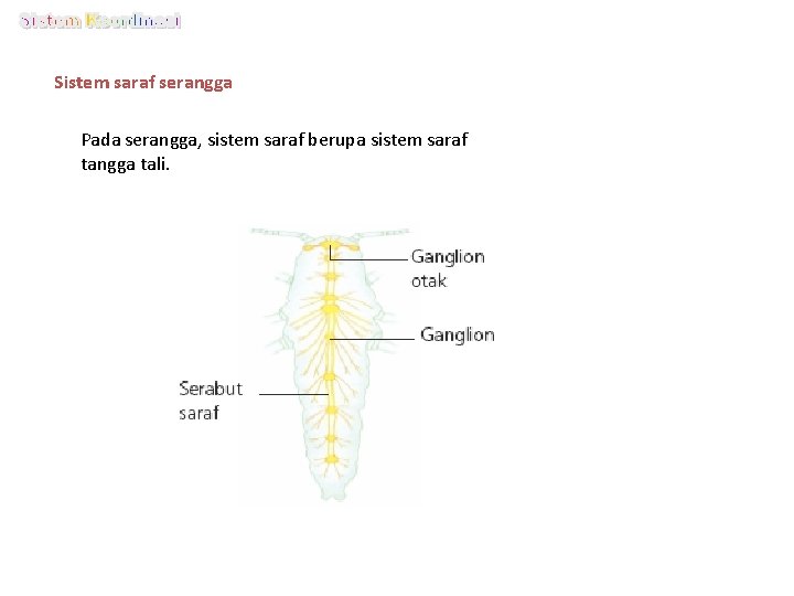 Sistem saraf serangga Pada serangga, sistem saraf berupa sistem saraf tangga tali. 