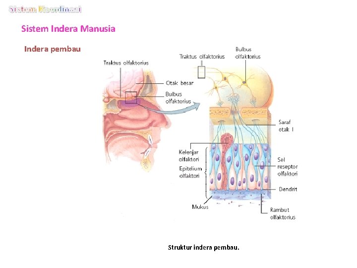 Sistem Indera Manusia Indera pembau Struktur indera pembau. 