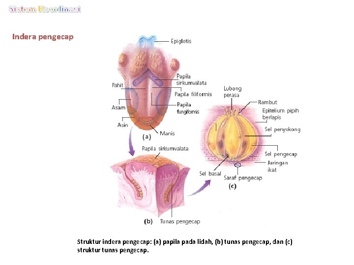 Indera pengecap Struktur indera pengecap: (a) papila pada lidah, (b) tunas pengecap, dan (c)