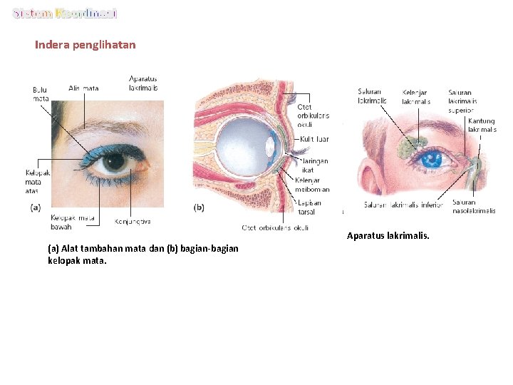 Indera penglihatan Aparatus lakrimalis. (a) Alat tambahan mata dan (b) bagian-bagian kelopak mata. 