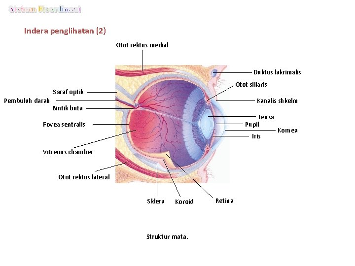 Indera penglihatan (2) Otot rektus medial Duktus lakrimalis Otot siliaris Saraf optik Pembuluh darah
