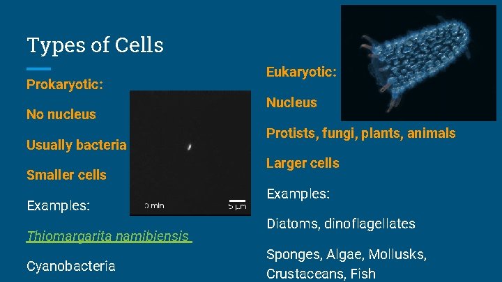 Types of Cells Prokaryotic: No nucleus Usually bacteria Smaller cells Examples: Thiomargarita namibiensis Cyanobacteria